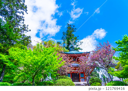 鞍馬寺の多宝塔と八重桜 鞍馬寺の多宝塔と八重桜 121769416