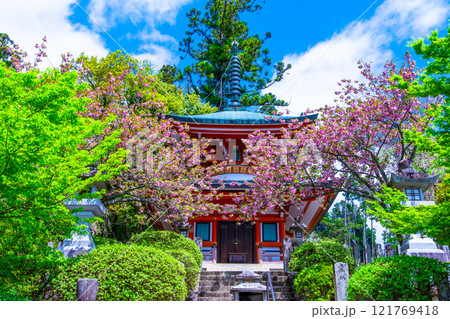 鞍馬寺の多宝塔と八重桜 121769418