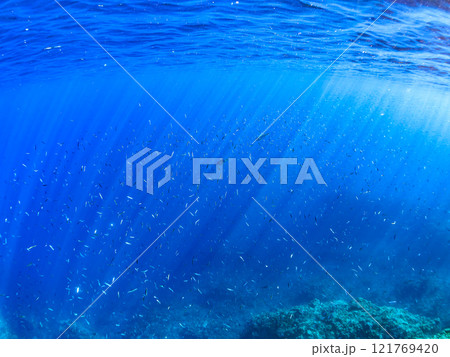 美しいキビナゴ（ニシン科）とソウシハギ（カワハギ科）他の群れ 賀茂郡南伊豆町中木ヒリゾ浜2024年 121769420