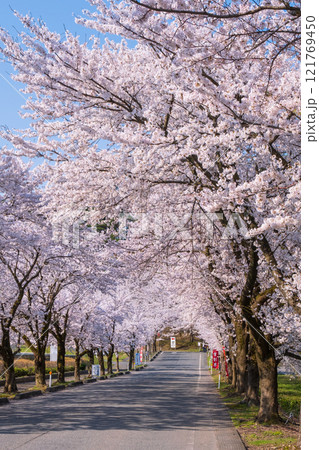 村松公園の桜 村松公園の桜 121769450