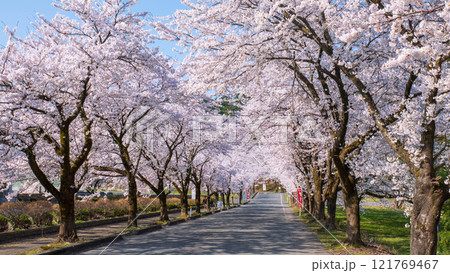 村松公園の桜 121769467