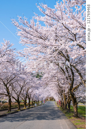 村松公園の桜 121769468