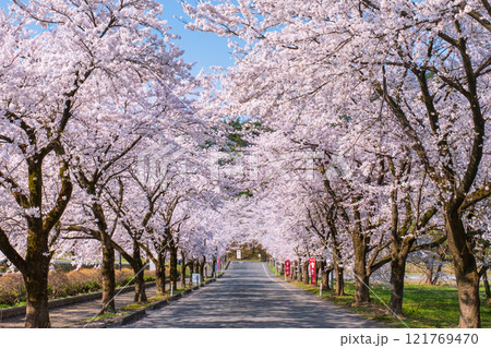 村松公園の桜 121769470