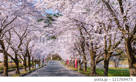 村松公園の桜 121769473