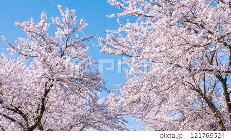 村松公園の桜 121769524