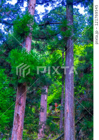 鞍馬寺の杉林と献灯篭 121769545