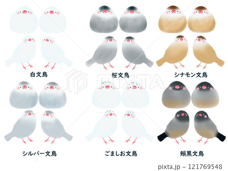 シンプルなかわいい六種類の文鳥セット シンプルなかわいい六種類の文鳥セット 121769548