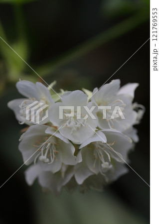 ドンベア・チリアケアの花 121769553