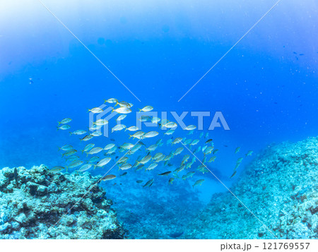 キビナゴの大群を襲う迫力あるカンパチ（アジ科）の群れ。静岡県伊豆半島賀茂郡南伊豆町中木ヒリゾ浜 121769557