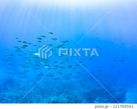 キビナゴの大群を襲う迫力あるカンパチ(アジ科)の群れ。静岡県伊豆半島賀茂郡南伊豆町中木ヒリゾ浜 キビナゴの大群を襲う迫力あるカンパチ(アジ科)の群れ。静岡県伊豆半島賀茂郡南伊豆町中木ヒリゾ浜 121769561