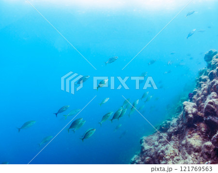 キビナゴの大群を襲う迫力あるカンパチ（アジ科）の群れ。静岡県伊豆半島賀茂郡南伊豆町中木ヒリゾ浜 121769563