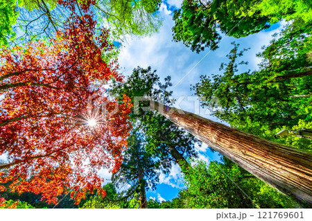 鞍馬寺の春に紅葉するノムラモミジと光条 121769601