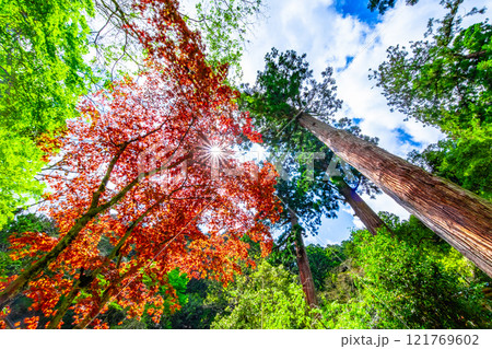 鞍馬寺の春に紅葉するノムラモミジと光条 121769602