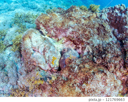 岩の間に隠れる大きな美しいワモンダコ（マダコ科）。  静岡県伊豆半島賀茂郡南伊豆町中木ヒリゾ浜 121769663