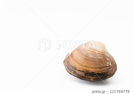 白背景に北寄貝 白背景に北寄貝 121769776
