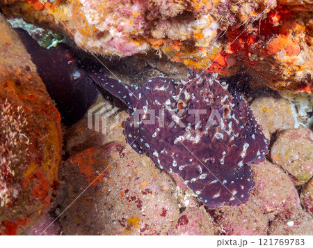 岩の間に隠れるワモンダコのペア。オスがメスに交接腕を伸ばして精子のカプセルを手渡して交尾をしている。 岩の間に隠れるワモンダコのペア。オスがメスに交接腕を伸ばして精子のカプセルを手渡して交尾をしている。 121769783