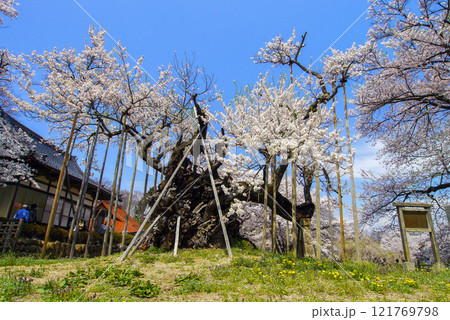 山高神代ザクラ 121769798