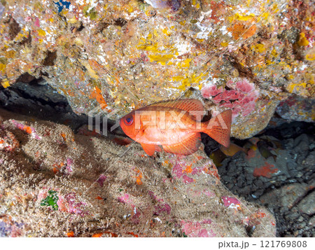 水中洞窟にいる美しいゴマヒレキントキ（キントキダイ科）、ミナミハタンポ（ハタンポ科）他群れ。ヒリゾ浜 121769808