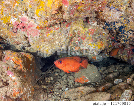水中洞窟にいる美しいゴマヒレキントキ(キントキダイ科)、ミナミハタンポ(ハタンポ科)他群れ。ヒリゾ浜 水中洞窟にいる美しいゴマヒレキントキ(キントキダイ科)、ミナミハタンポ(ハタンポ科)他群れ。ヒリゾ浜 121769810