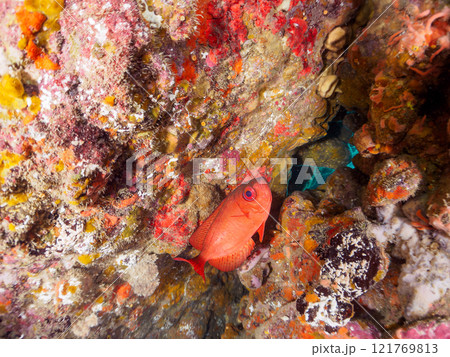 水中洞窟にいる美しいゴマヒレキントキ（キントキダイ科）、ミナミハタンポ（ハタンポ科）他群れ。ヒリゾ浜 121769813