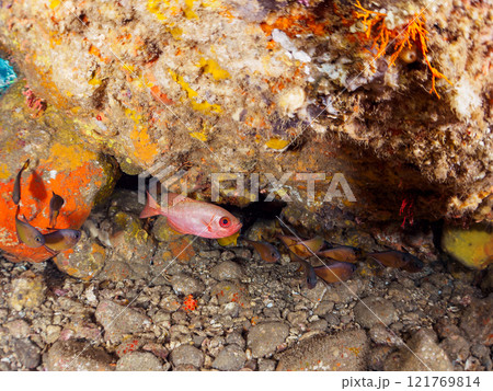水中洞窟にいる美しいゴマヒレキントキ（キントキダイ科）、ミナミハタンポ（ハタンポ科）他群れ。ヒリゾ浜 121769814