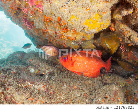 水中洞窟にいる美しいゴマヒレキントキ（キントキダイ科）、ミナミハタンポ（ハタンポ科）他群れ。ヒリゾ浜 121769823