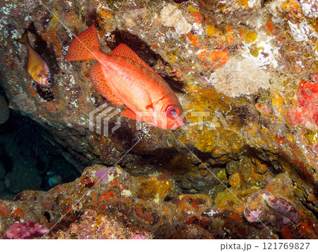 水中洞窟にいる美しいゴマヒレキントキ（キントキダイ科）、ミナミハタンポ（ハタンポ科）他群れ。ヒリゾ浜 121769827