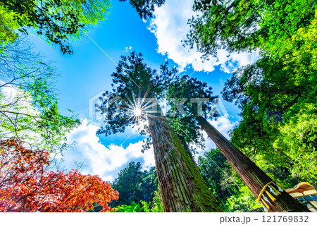鞍馬寺の杉と光条 鞍馬寺の杉と光条 121769832