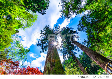 鞍馬寺の杉と光条 121769836