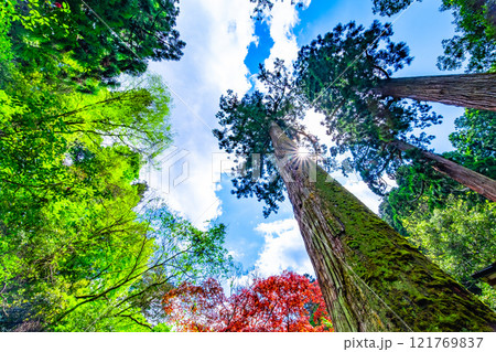 鞍馬寺の杉と光条 121769837