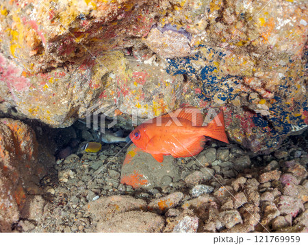 水中洞窟にいる、美しいゴマヒレキントキ、イシガキフグ、ミナミハタンポ、チョウチョウウオ他 ヒリゾ浜 121769959