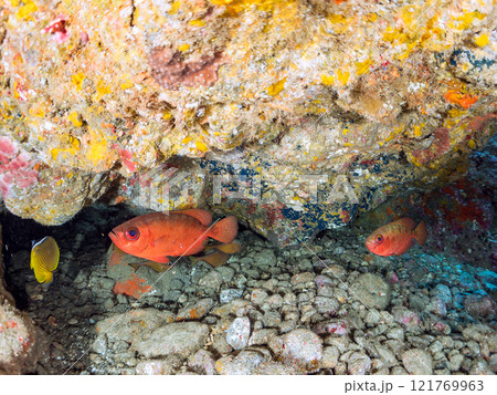 水中洞窟にいる、美しいゴマヒレキントキ、イシガキフグ、ミナミハタンポ、チョウチョウウオ他 ヒリゾ浜 水中洞窟にいる、美しいゴマヒレキントキ、イシガキフグ、ミナミハタンポ、チョウチョウウオ他 ヒリゾ浜 121769963