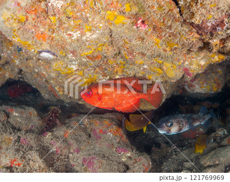 水中洞窟にいる、美しいゴマヒレキントキ、イシガキフグ、ミナミハタンポ、チョウチョウウオ他 ヒリゾ浜 121769969