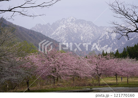 富山県上市町にある剱岳と桜並木の絶景 富山県上市町にある剱岳と桜並木の絶景 121770160