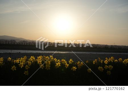 富山市塩の千本桜と水仙に夕陽を浴びて 121770162