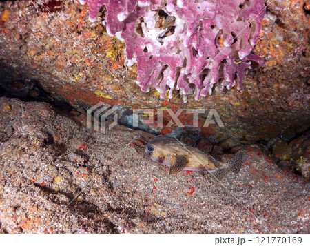 水中洞窟にいる 美しく大きなイシガキフグ（ハリセンボン科）。静岡県伊豆半島賀茂郡南伊豆町中木ヒリゾ浜 121770169