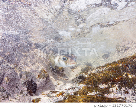 水中洞窟にいる 美しく大きなイシガキフグ（ハリセンボン科）。静岡県伊豆半島賀茂郡南伊豆町中木ヒリゾ浜 121770176