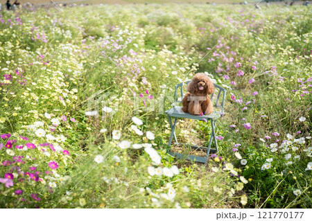 トイプードルとコスモス畑 トイプードルとコスモス畑 121770177