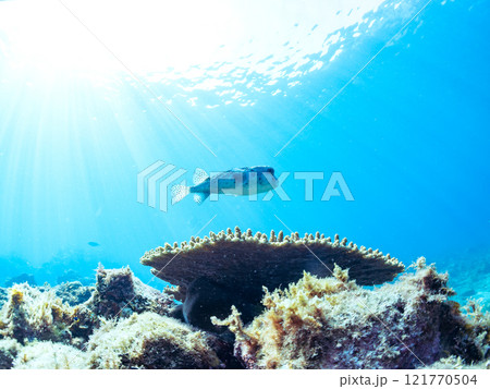 エンタクミドリイシと美しく大きなイシガキフグ。静岡県伊豆半島賀茂郡南伊豆町中木ヒリゾ浜2024年 121770504