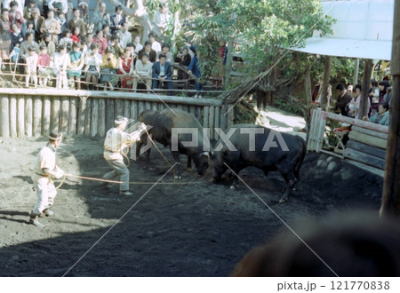 古写真　1979年12月　八丈島の闘牛 121770838