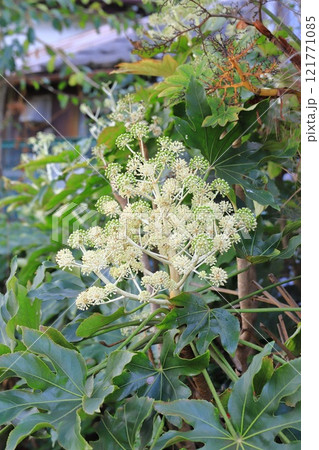 ヤツデの大きな葉と花 121771085