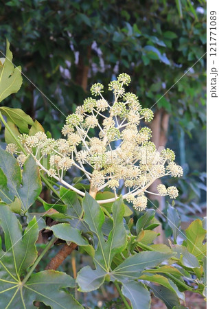 ヤツデの大きな葉と花 121771089