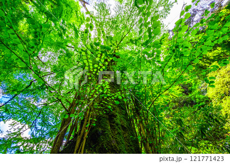 鞍馬寺 新緑の桂の大木 121771423