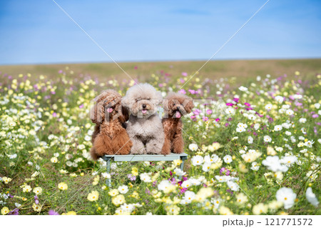 コスモス畑と3匹のトイプードル 121771572