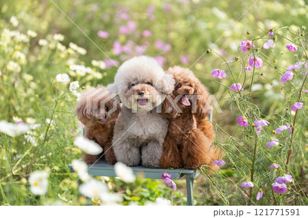 コスモス畑と3匹のトイプードル 121771591