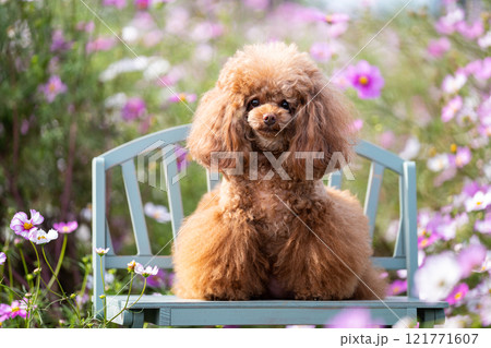 コスモス畑とトイプードル コスモス畑とトイプードル 121771607