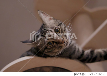見つめる猫 121771652
