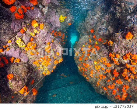 美しいイシガキフグ他とウミトサカ、イボヤギ他のソフトコーラルが群生する美しい岩礁。南伊豆町中木ヒリゾ 美しいイシガキフグ他とウミトサカ、イボヤギ他のソフトコーラルが群生する美しい岩礁。南伊豆町中木ヒリゾ 121772037
