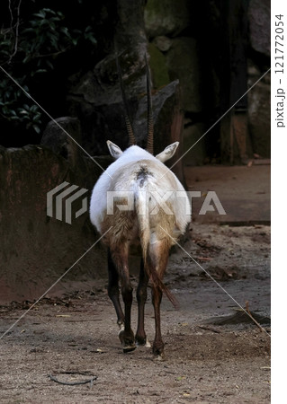 後ろ向きのアラビアオリックス 121772054