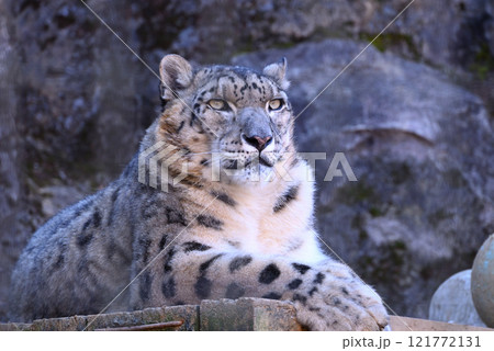 ユキヒョウ 121772131